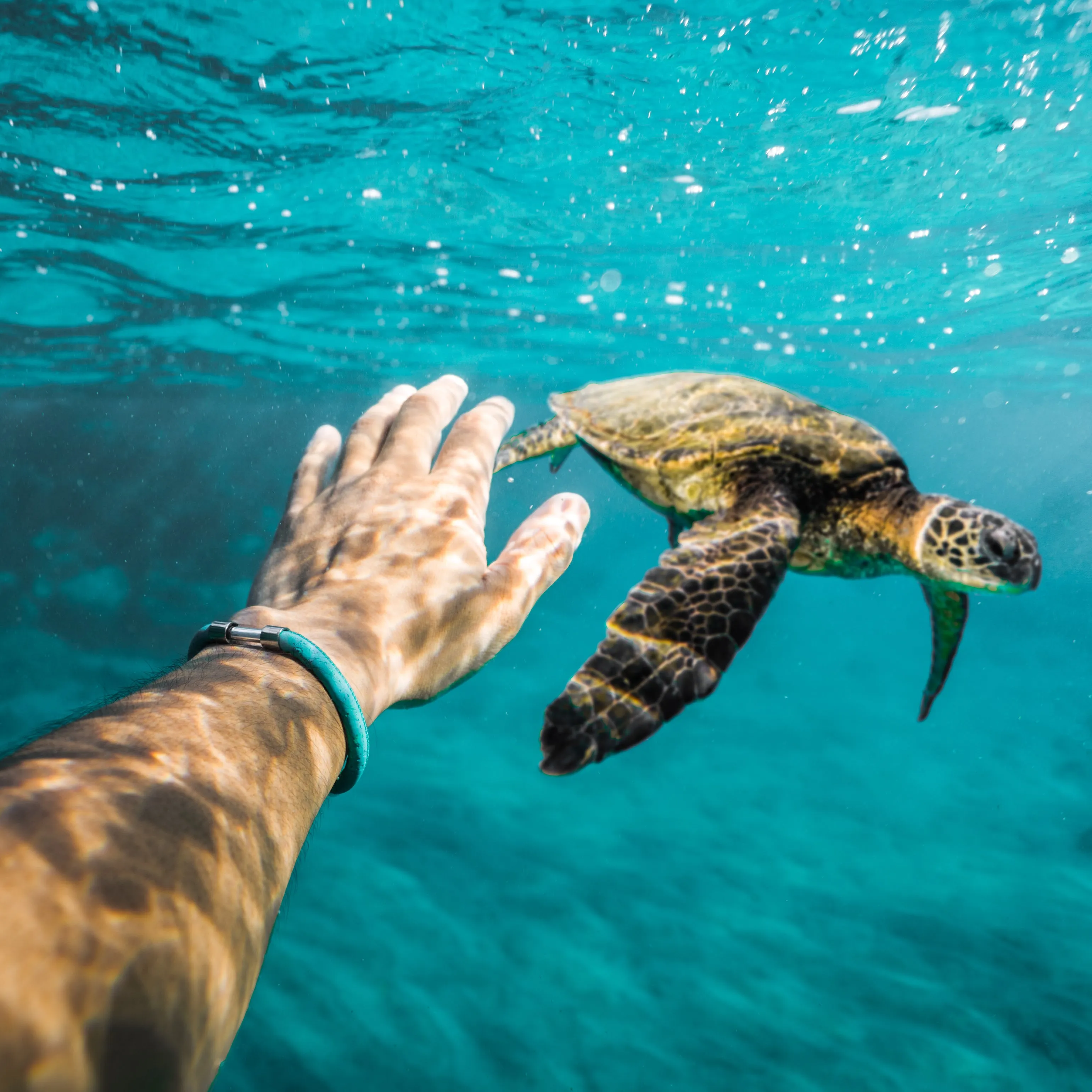 Sea Turtle Legend Bracelet